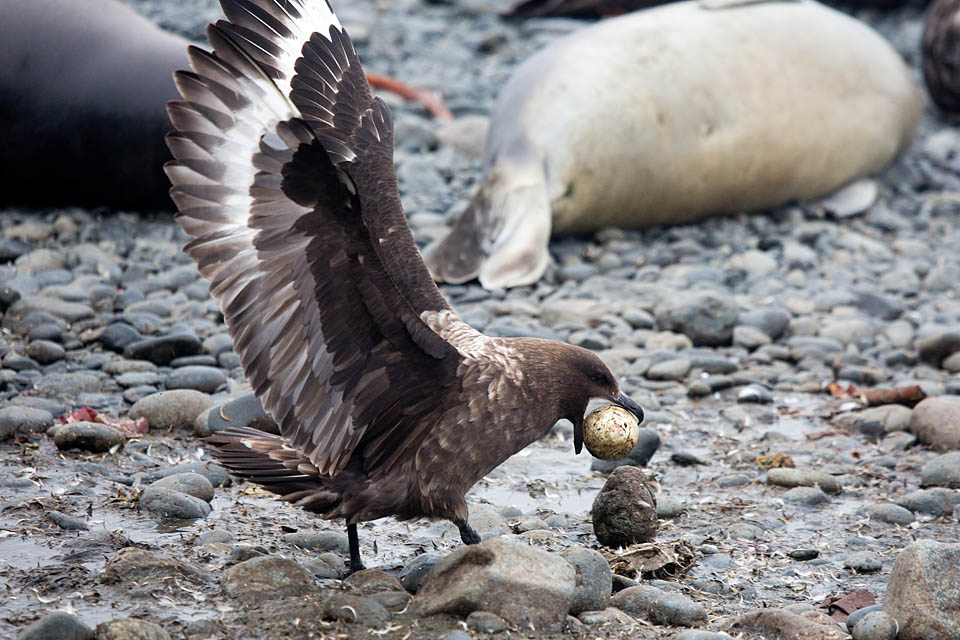 Brown Skua (Stercorarius antarcticus)